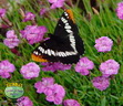 STEPABLES Dianthus Petite with Butterfly